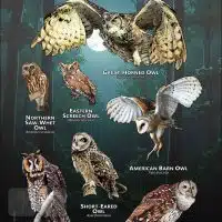 Owls of Arkansas poster print