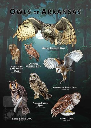Owls of Arkansas poster print