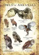 Owls of Arkansas Poster Print - Image 3