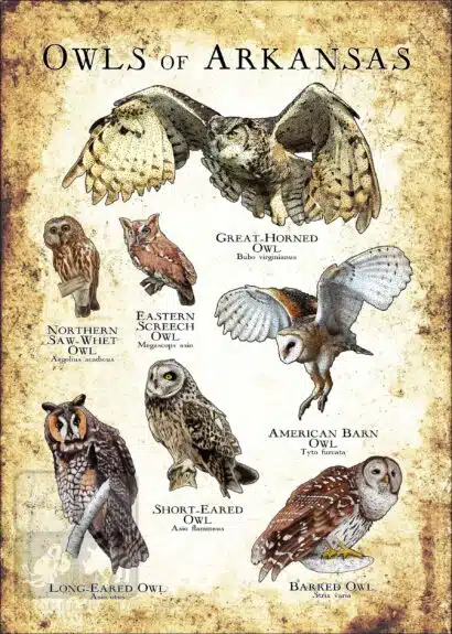 Owls of Arkansas Poster Print - Image 3