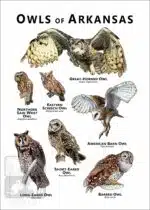 Owls of Arkansas Poster Print - Image 2