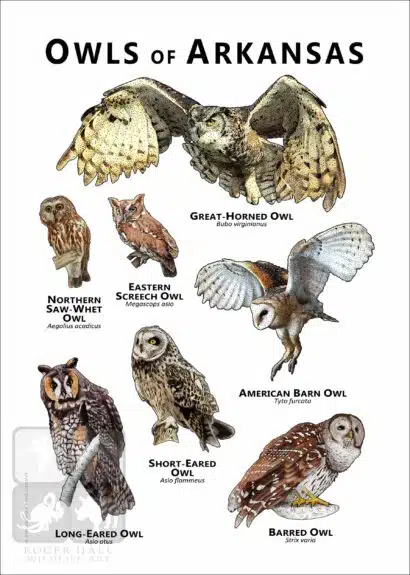 Owls of Arkansas Poster Print - Image 2
