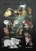 Owls of Connecticut poster print