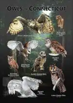 Owls of Connecticut poster print