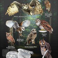 Owls of Connecticut poster print
