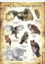 Owls of Connecticut Poster Print - Image 3