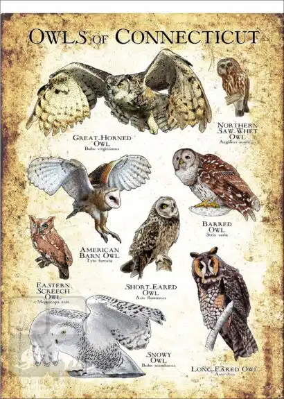 Owls of Connecticut Poster Print - Image 3