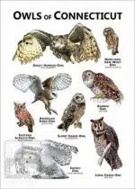 Owls of Connecticut Poster Print - Image 2
