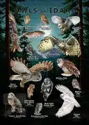 Owls of Idaho poster print