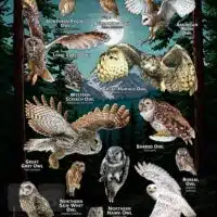 Owls of Idaho poster print