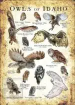 Owls of Idaho Poster Print - Image 3
