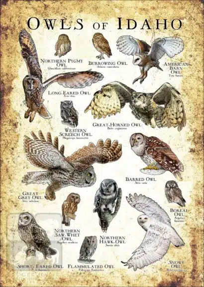 Owls of Idaho Poster Print - Image 3