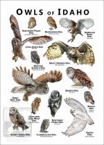 Owls of Idaho Poster Print - Image 2