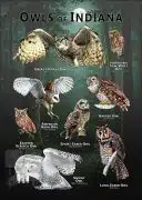 Owls of Indiana poster print