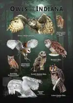 Owls of Indiana poster print