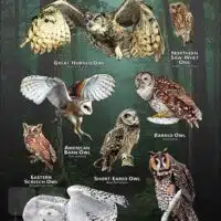 Owls of Indiana poster print