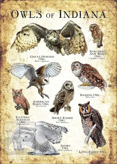 Owls of Indiana Poster Print - Image 3