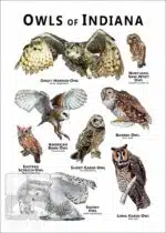 Owls of Indiana Poster Print - Image 2