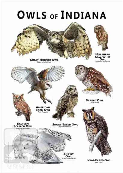 Owls of Indiana Poster Print - Image 2