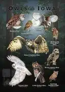Owls of Iowa poster print