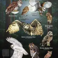 Owls of Iowa poster print