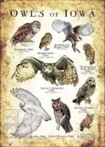 Owls of Iowa Poster Print - Image 3