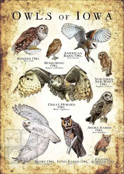 Owls of Iowa Poster Print - Image 3