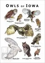Owls of Iowa Poster Print - Image 2