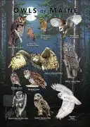 Owls of Maine poster print