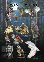 Owls of Maine poster print