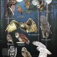Owls of Maine poster print