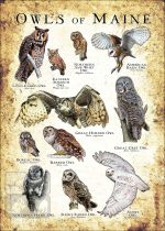 Owls of Maine Poster Print - Image 3