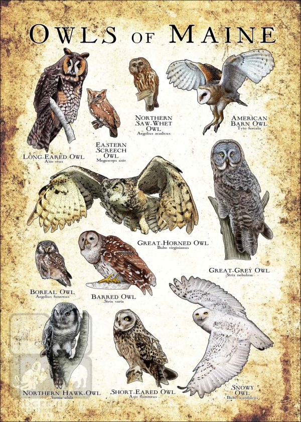 Owls of Maine Poster Print - Image 3