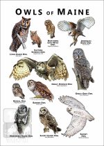 Owls of Maine Poster Print - Image 2