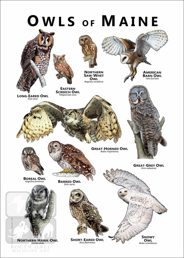 Owls of Maine Poster Print - Image 2