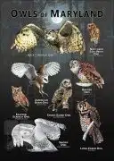 Owls of Maryland poster print