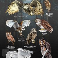 Owls of Maryland poster print