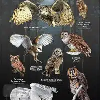 Owls of Maryland poster print