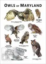 Owls of Maryland Poster Print - Image 2