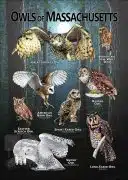 Owls of Massachusetts poster print