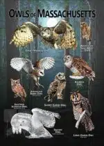 Owls of Massachusetts poster print