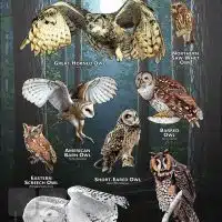 Owls of Massachusetts poster print