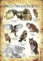 Owls of Massachusetts Poster Print - Image 3