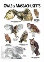 Owls of Massachusetts Poster Print - Image 2