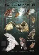 Owls of Missouri poster print