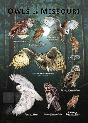 Owls of Missouri poster print