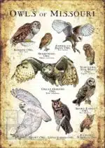 Owls of Missouri Poster Print - Image 3