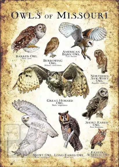 Owls of Missouri Poster Print - Image 3