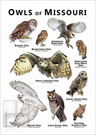 Owls of Missouri Poster Print - Image 2