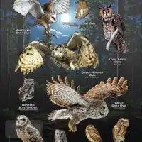 Owls of Nevada poster print